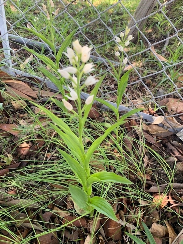 これは、希少植物クゲヌマランの保存の画像です。