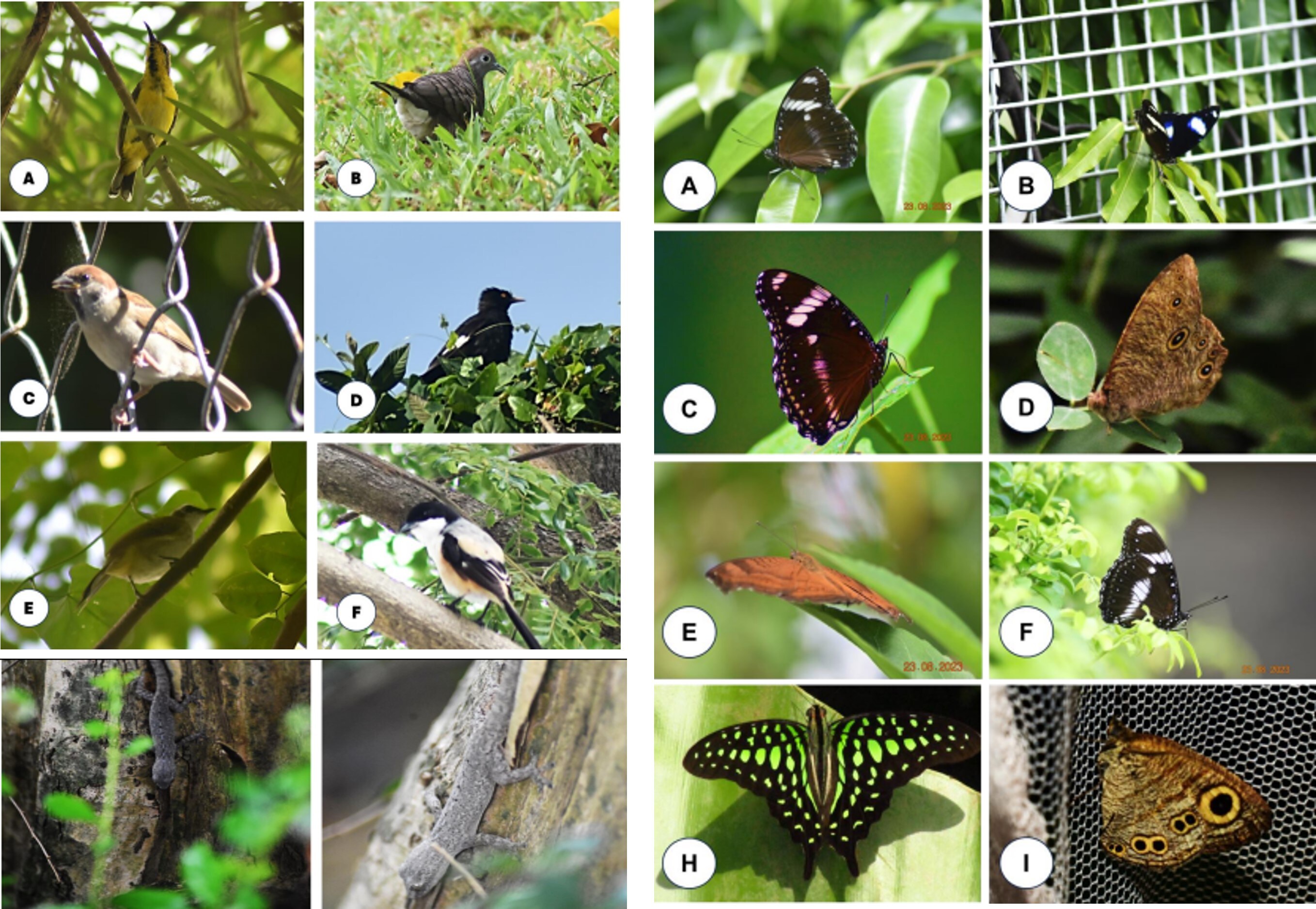 これは、構内の動植物相の一覧表の画像です。